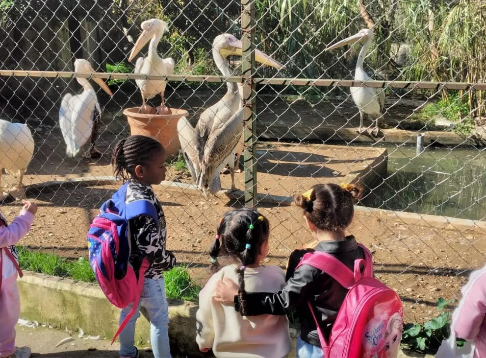 Young students looking at pelicans during an outdoor visit